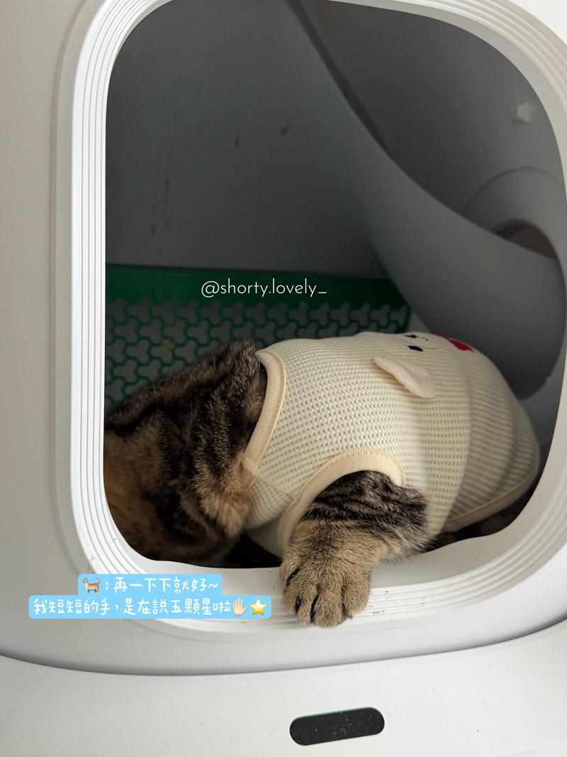 女人知己試用大隊,口碑行銷,部落客行銷,PurreLand 倍淨豆腐貓砂,好市多購買,COSTCO購買,豆腐貓砂,PurreLand倍淨,低粉塵,易清理,可沖馬桶,提供絕佳的除臭與凝結力,豆腐貓砂評價,貓砂評價,使用心得,貓砂分享,好用,原味,綠茶,豆腐砂,水量需完全覆蓋貓砂,水量需貓砂的2~3倍以上,豆腐砂評價,高CP值,划算